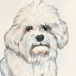 stellathelegalbeagle's profile picture